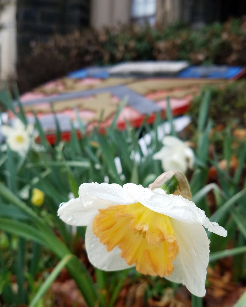 Daffodil and the CHC Crest 