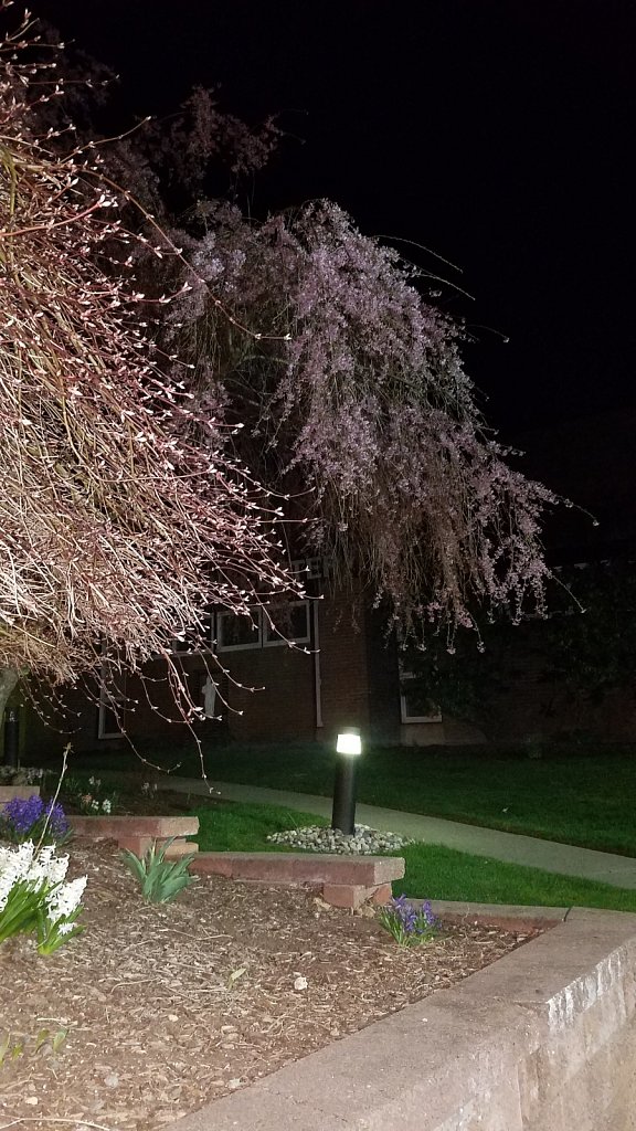 St. Jude's Nighttime Blossoms 