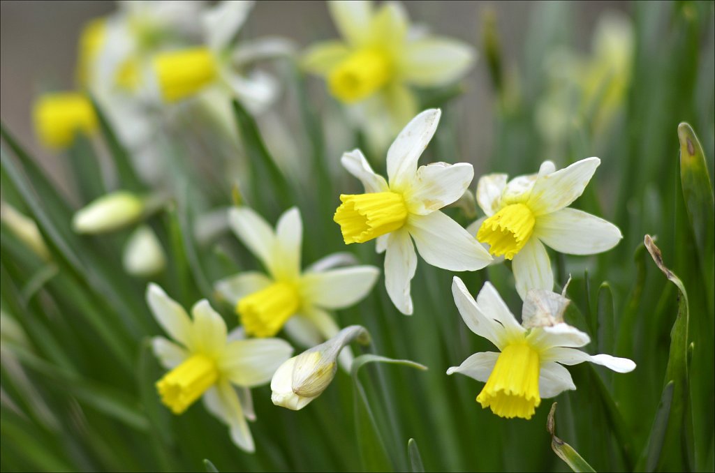 Daffodil 02