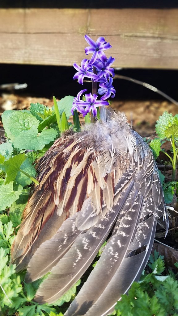 Hyacinth and Pheasant Wing
