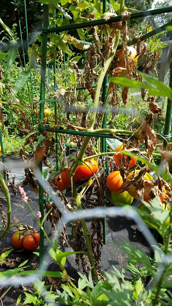 Wired Tomatoes 