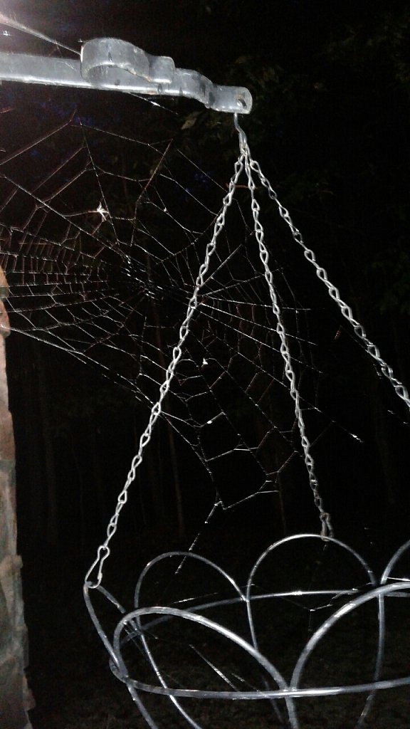 The Night Web