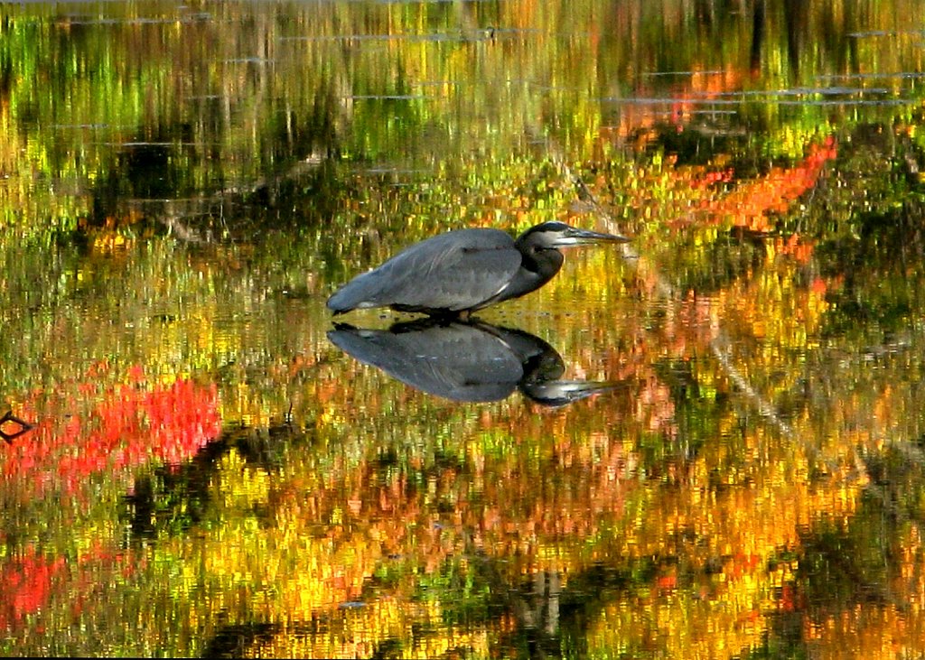 Garret-Mt-Autumn-card-8731-copy.jpg