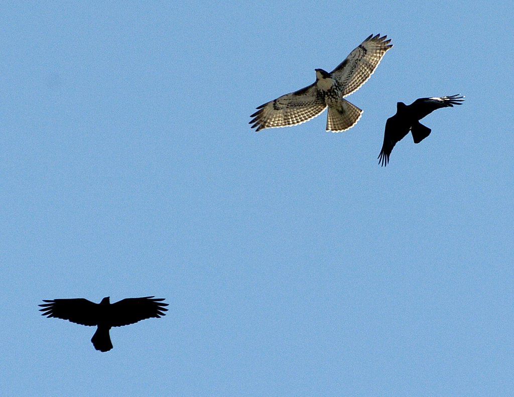 Hawk-Crows-DSC0004-copy-Copy.jpg