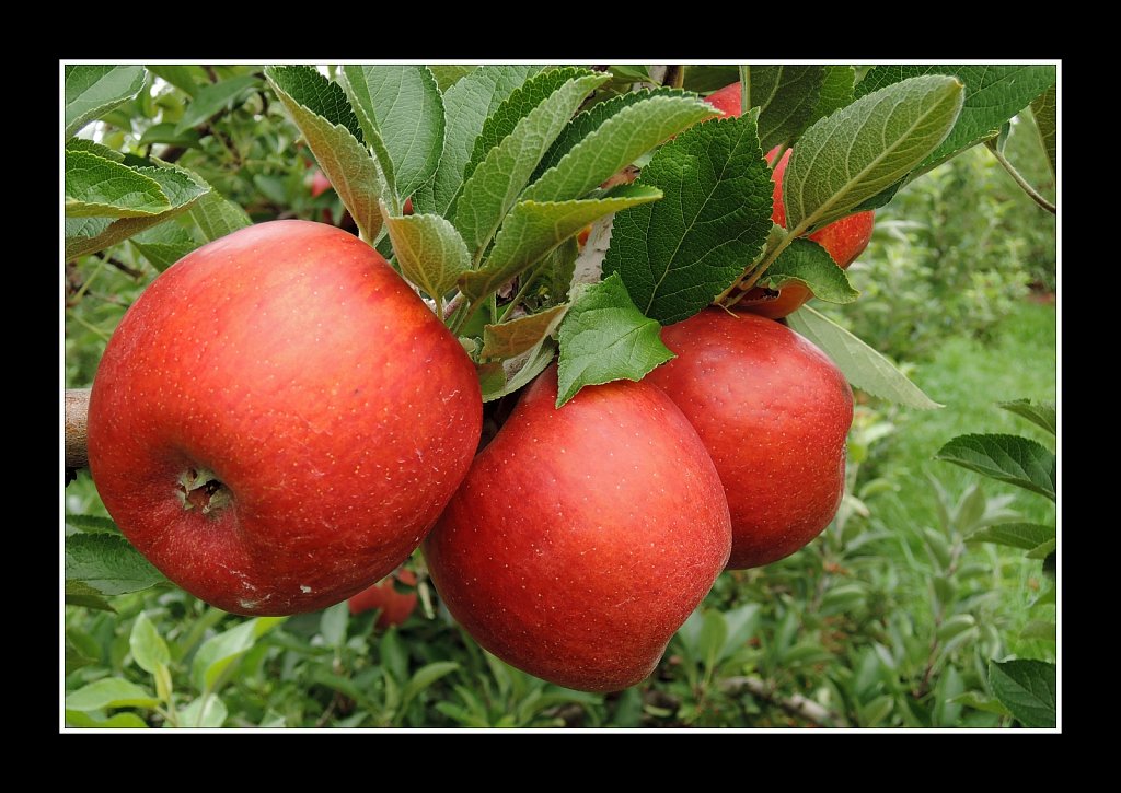 Apple Harvest Time
