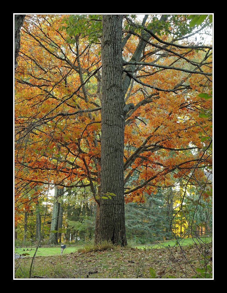 Fall Oak