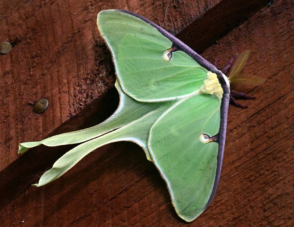 Luna-Moth-4344.JPG