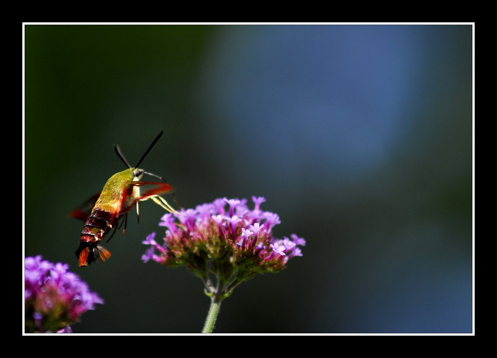 Hummingbird Moth 