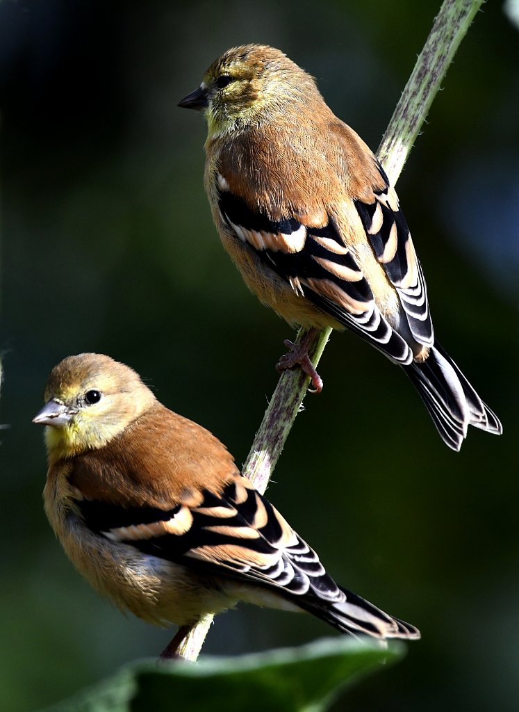 Female-Goldfinch-4198-copy.jpg