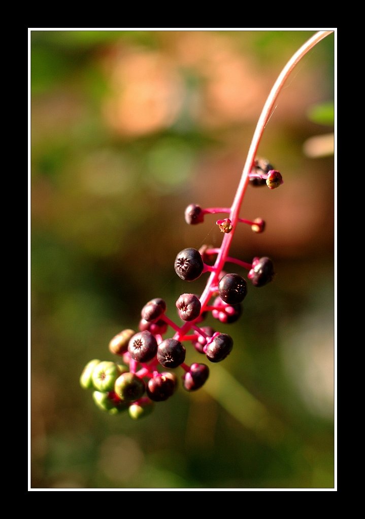 Pokeweed Berries