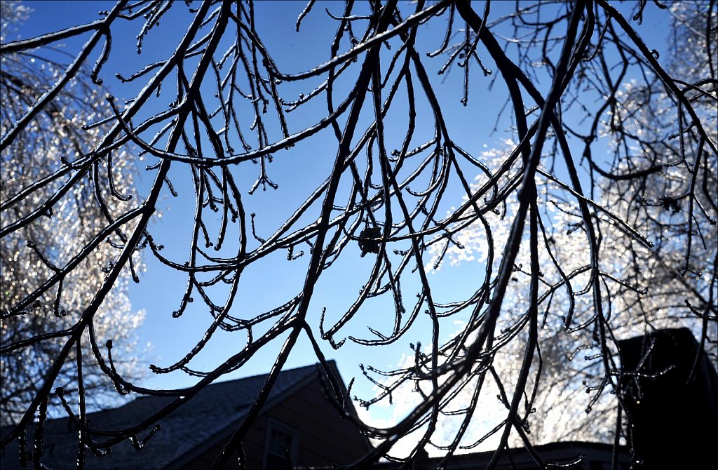 Ice On Trees