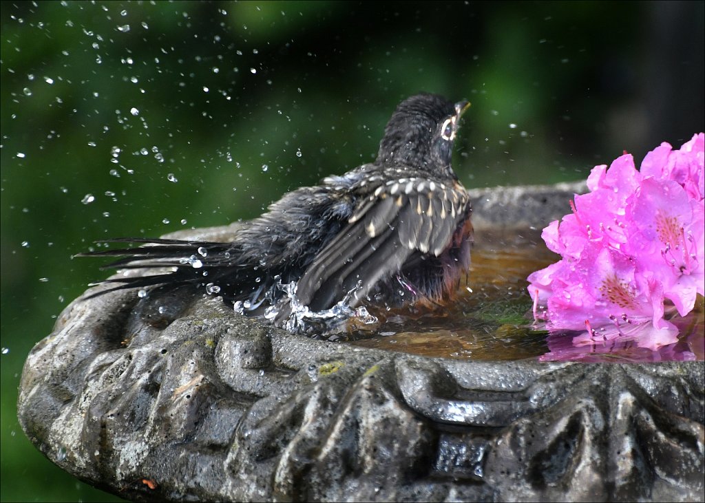 Splish SplashRockin Robin In The Bath