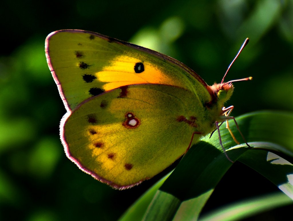 Butterflies And Moths of New Jersey