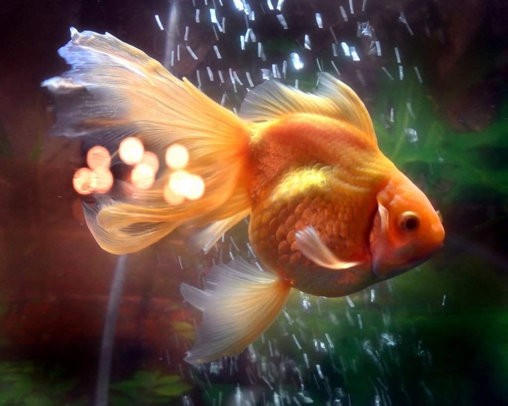 Gold-Fish-copy.jpg