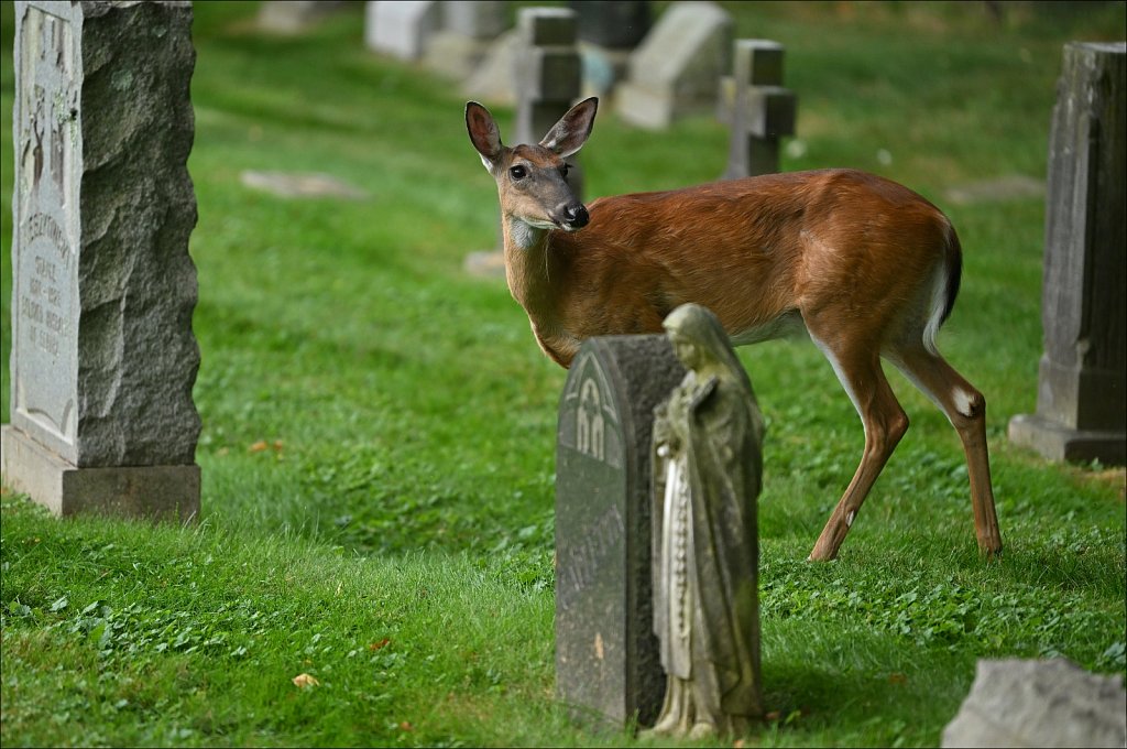 Deer at Cemetery
