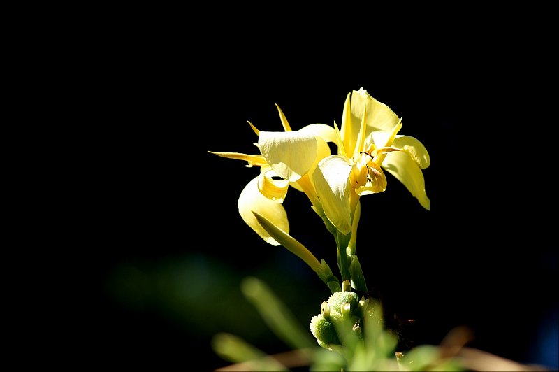 williowwood-arboretum-photos-by-gigli