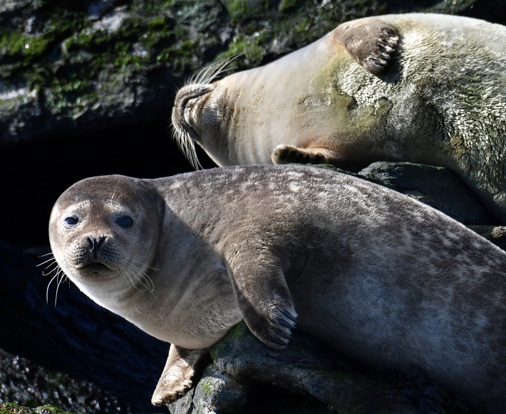 Seals at Sandy Hook