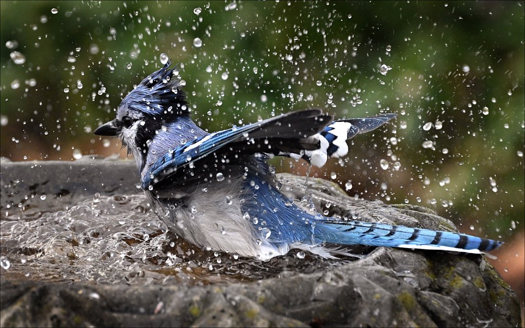 Blue Jay In Bath