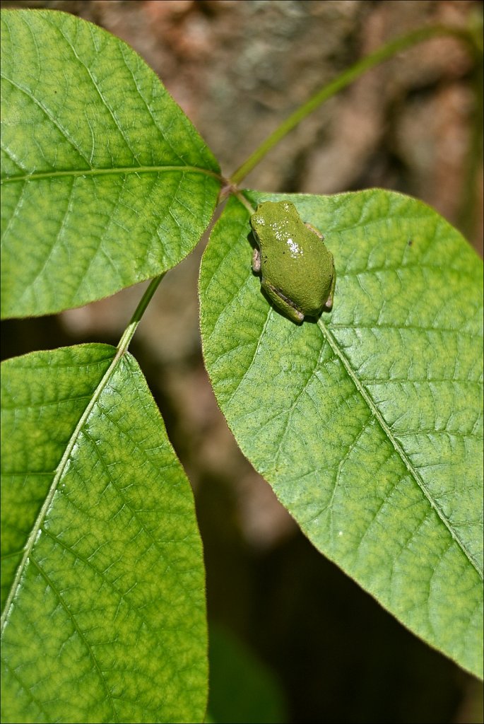 Little Green Tree Frog