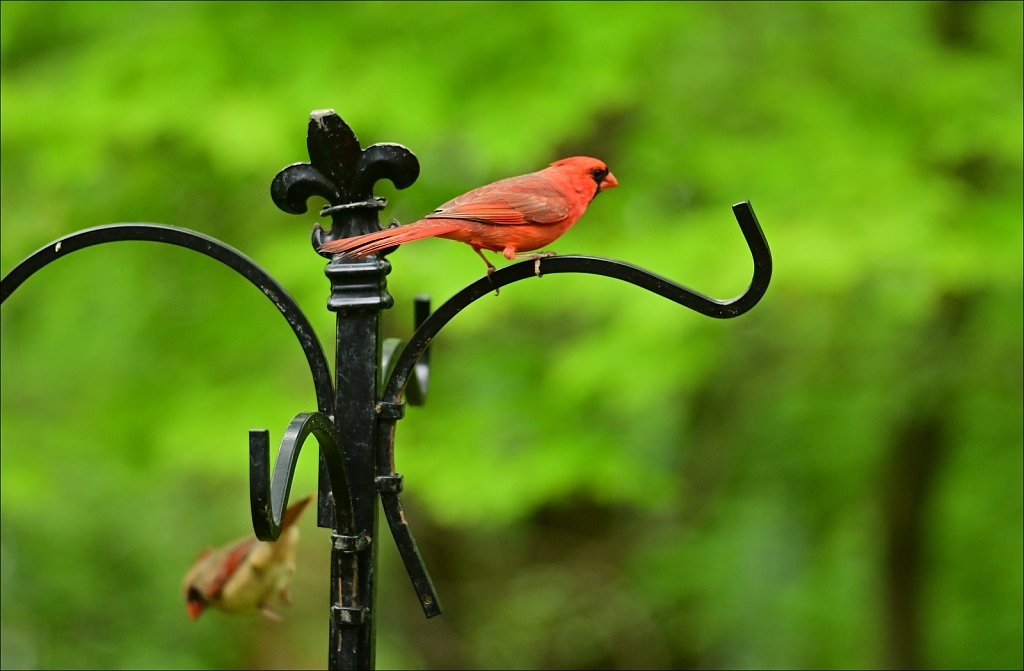 Cardinal