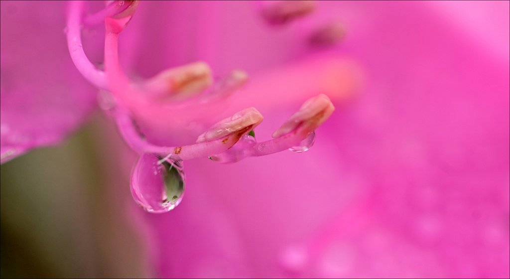 Rhododendron 