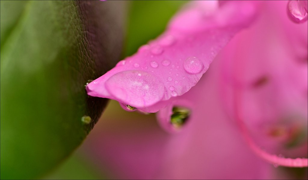 Rhododendron 
