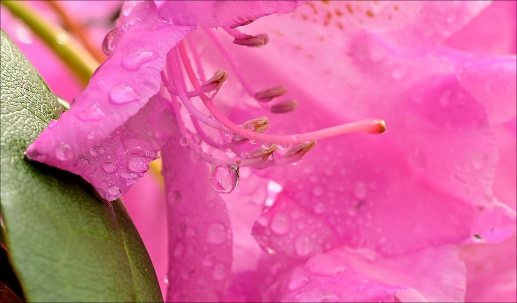 Rhododendron 