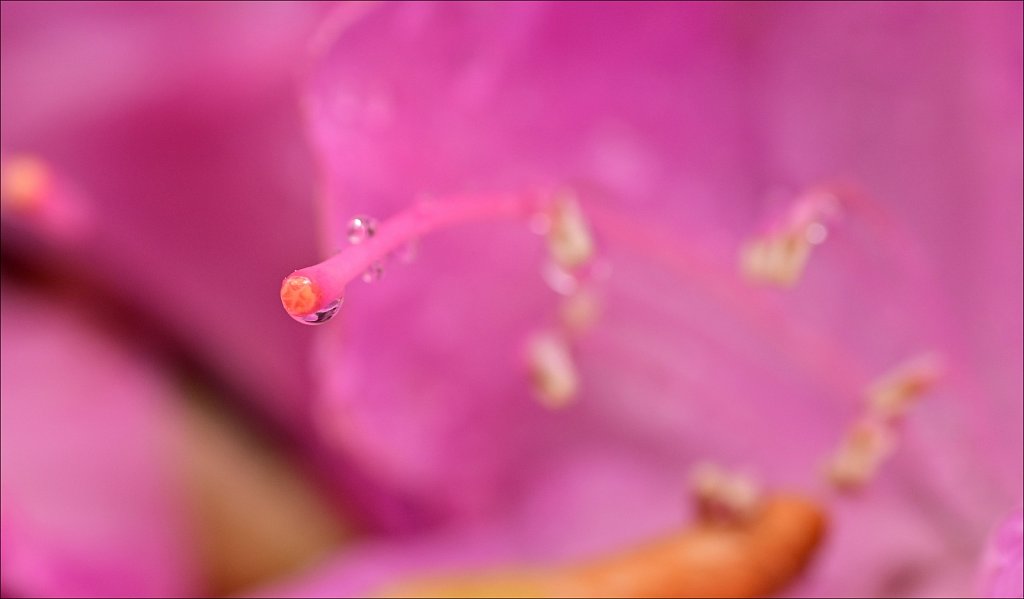 Rhododendron 