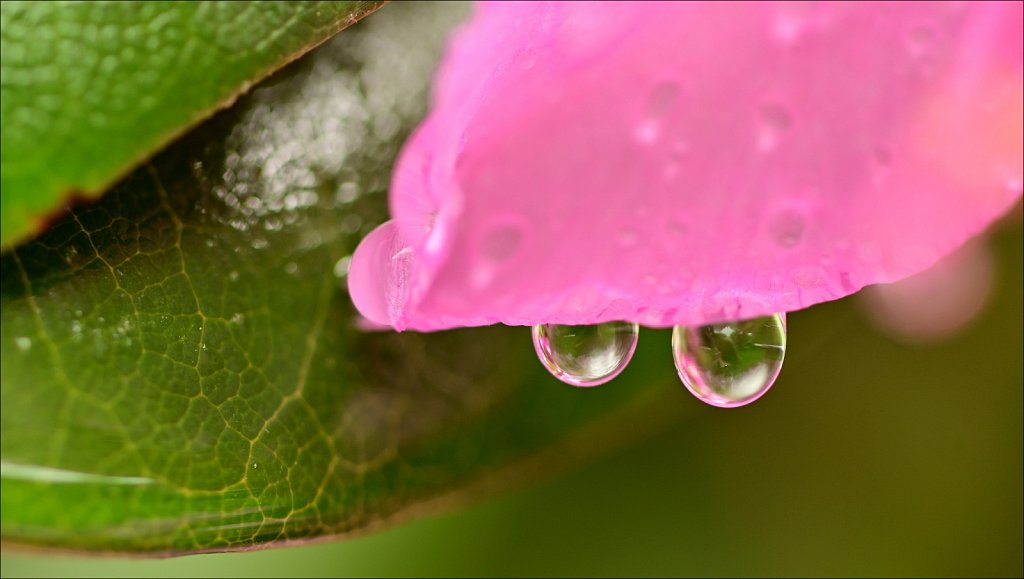 Rhododendron 