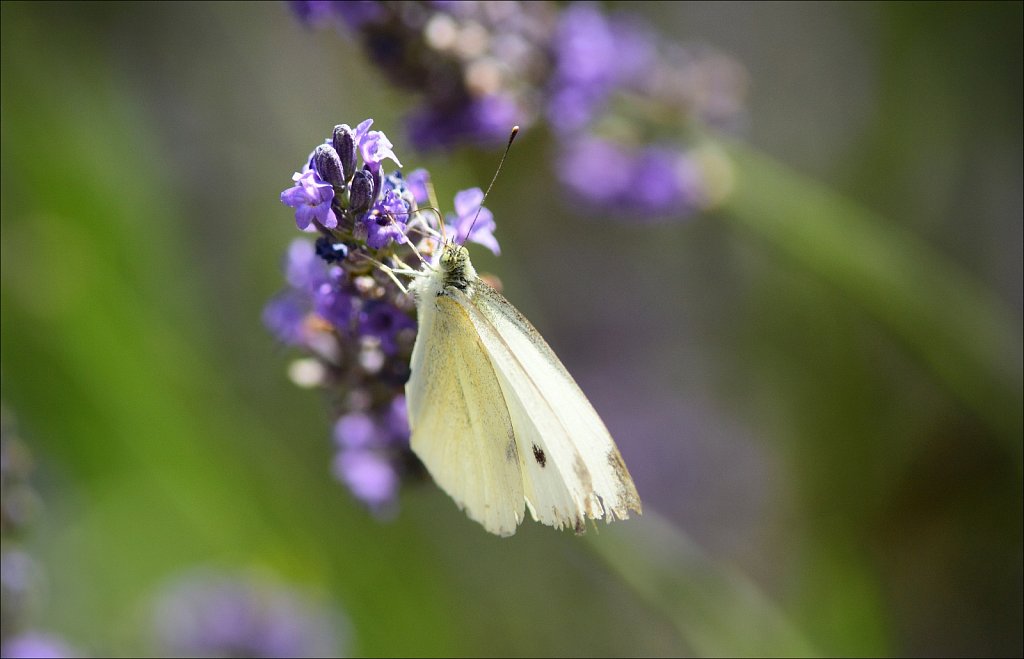 Cabbage White Butterfly 