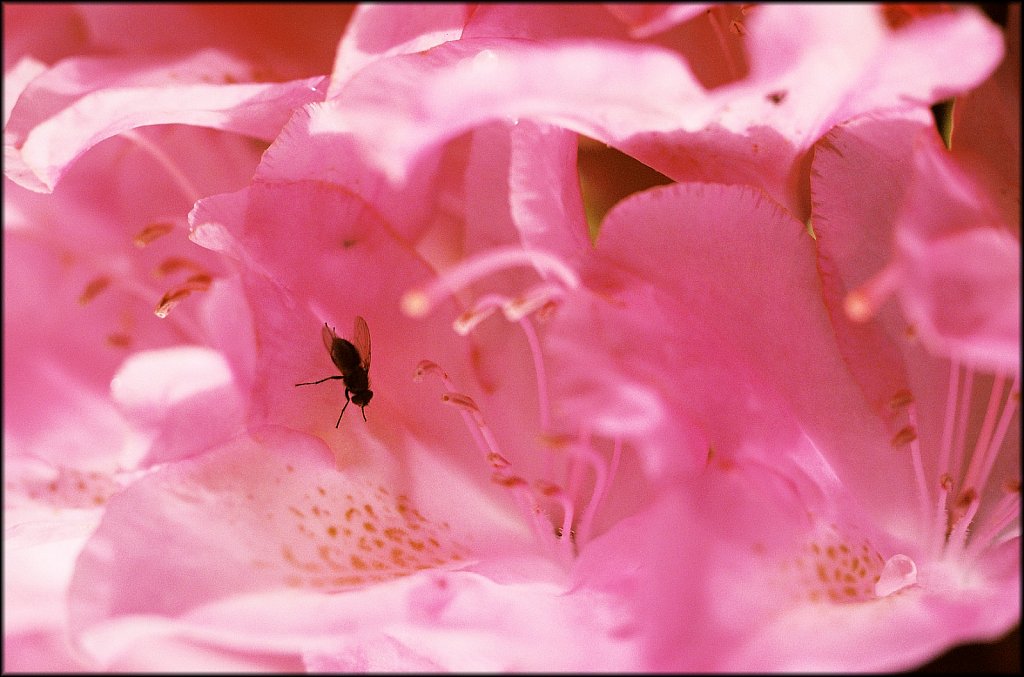 Rhododendron 