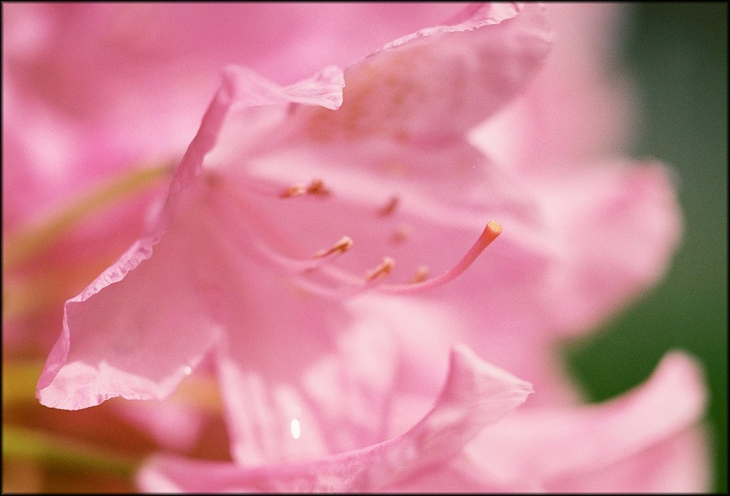 Rhododendron 