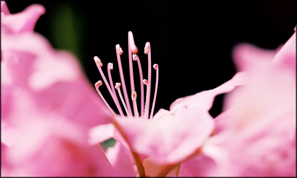 Rhododendron 