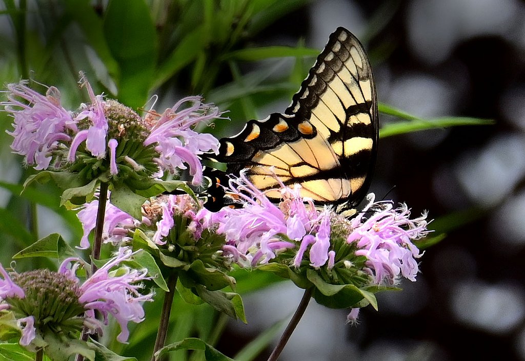Eastern Tiger Swallowtail at Kay Environmental Center 
