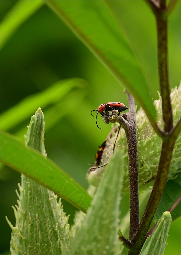 Red milkweed beetle at  Elizabeth D. Kay Environmental Center 