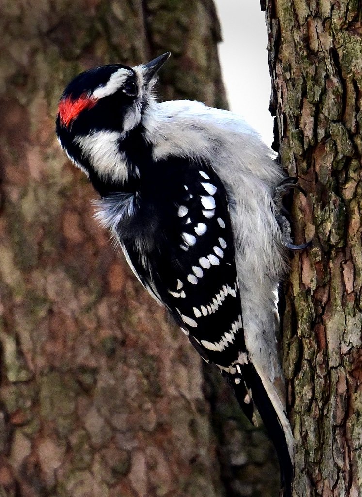 Downy-Woodpecker-DSC-3057.jpg