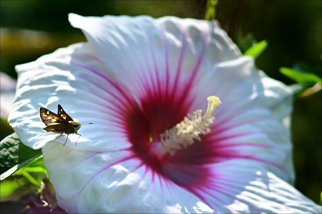 THE FRELINGHUYSEN ARBORETUM 