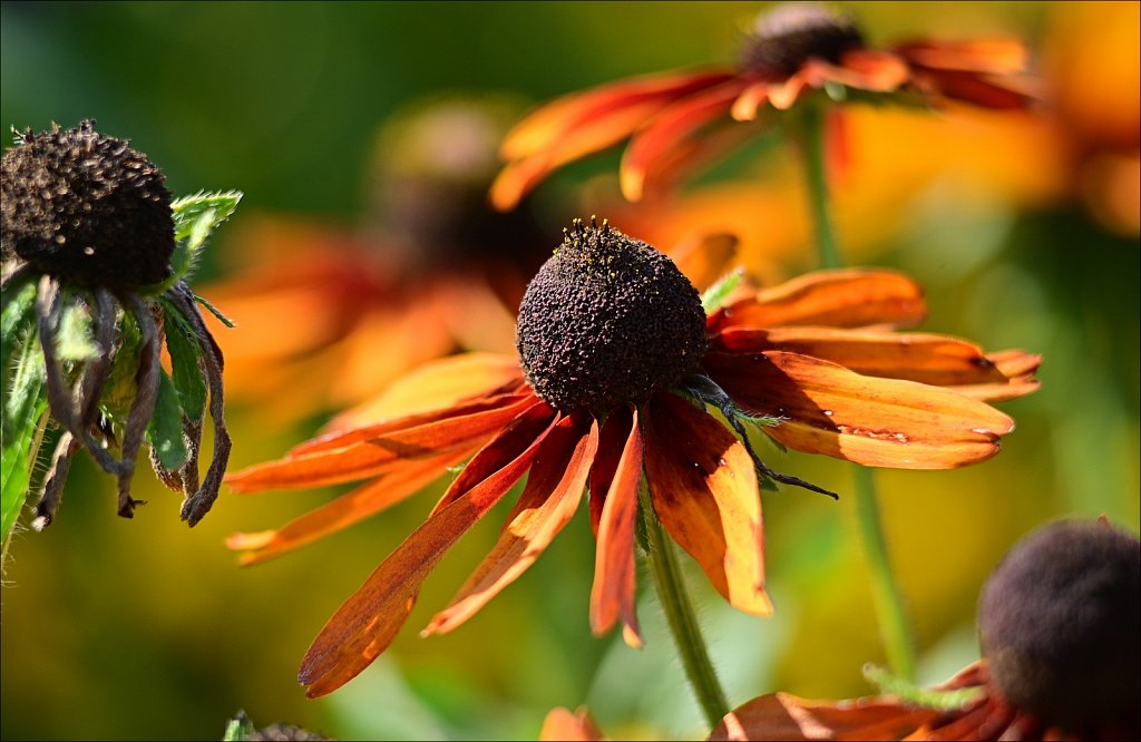 THE FRELINGHUYSEN ARBORETUM 