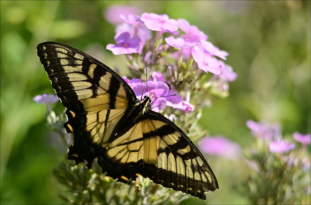 THE FRELINGHUYSEN ARBORETUM 