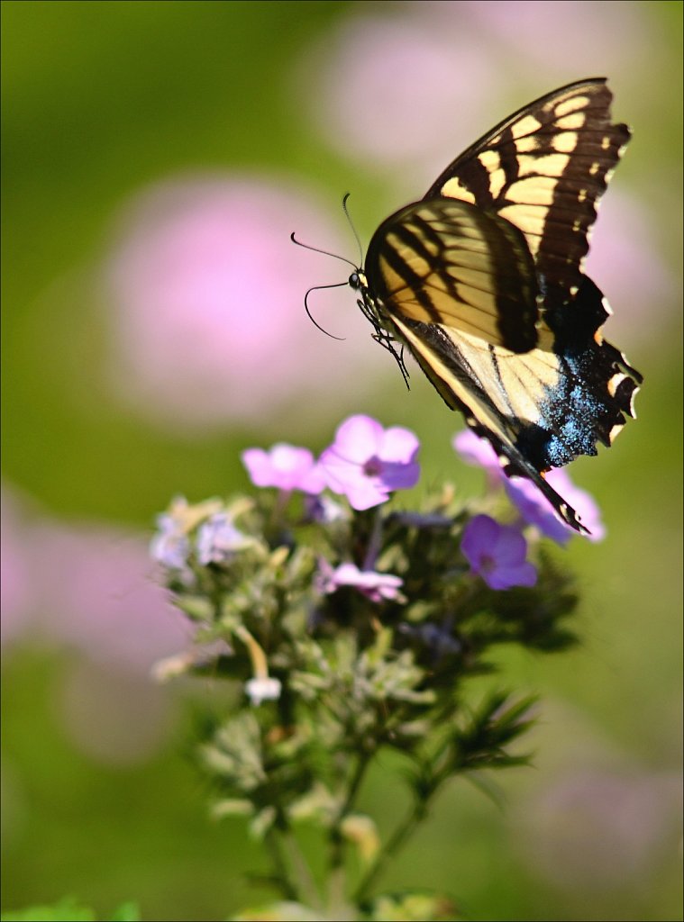 THE FRELINGHUYSEN ARBORETUM 
