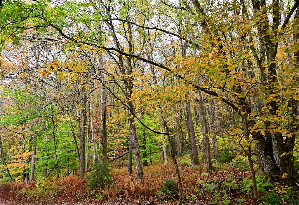 Fall 2024 Upstate NY