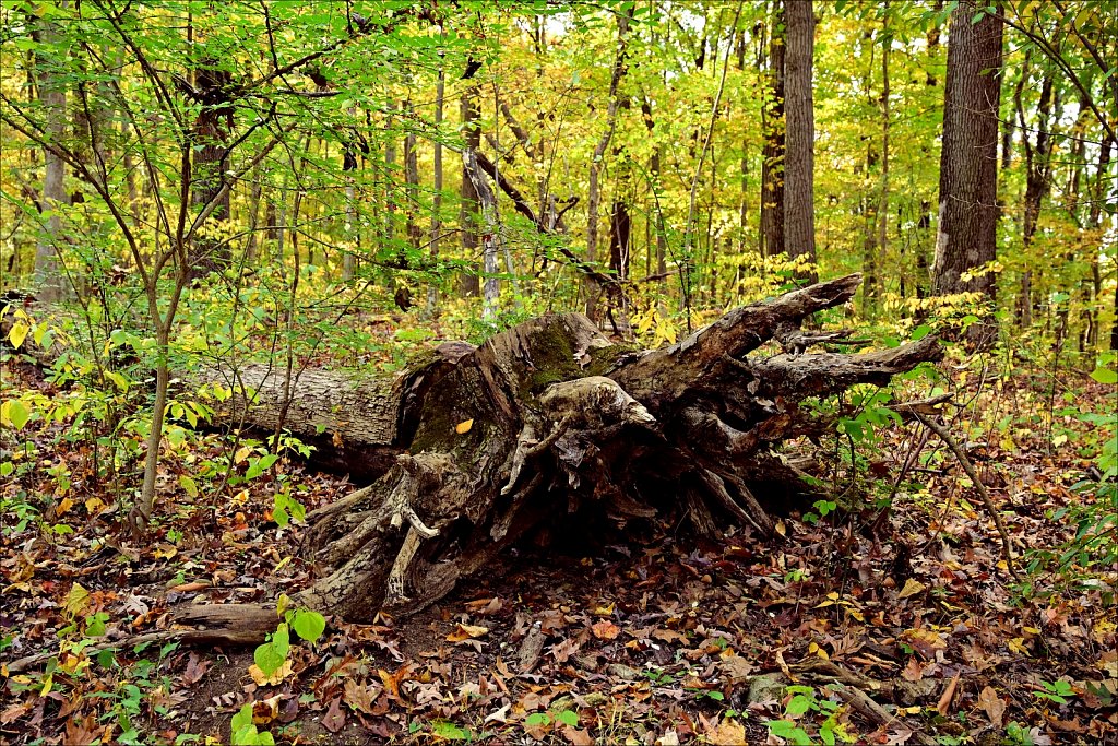 Stephens State Park