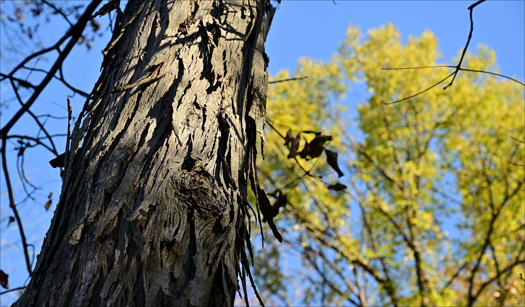 Stephens State Park