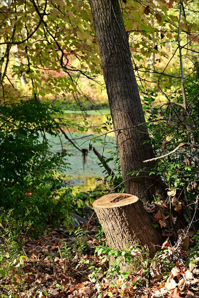 Stephens State Park