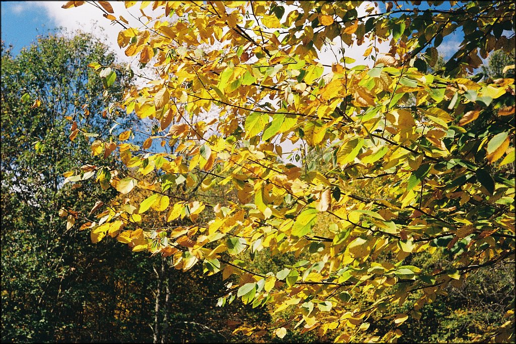 Fall 2024 Upstate NY  