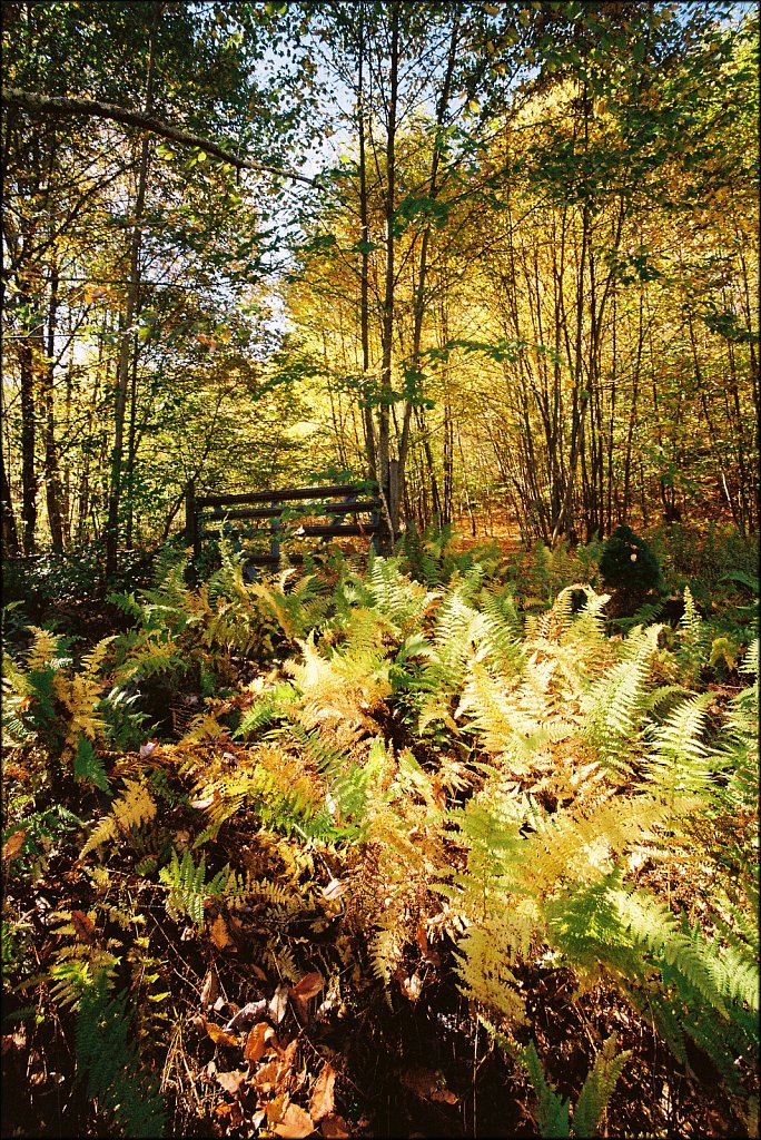 Fall 2024 Upstate NY  