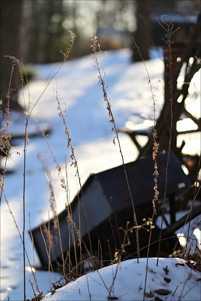 Backyard Walk