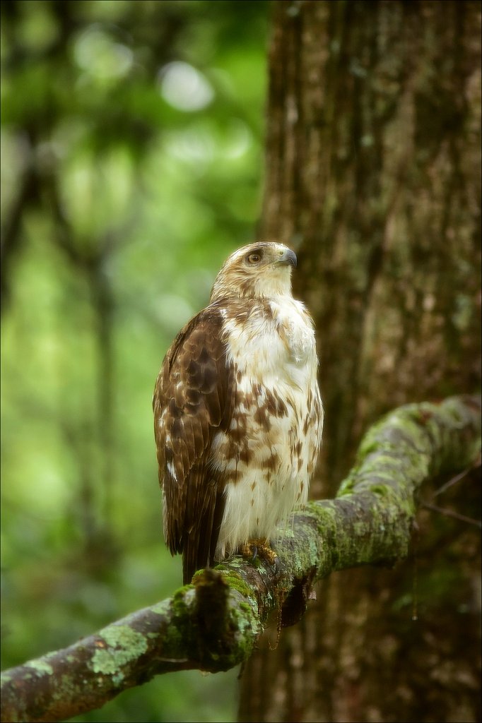 Juvenile Red-tailed Hawk