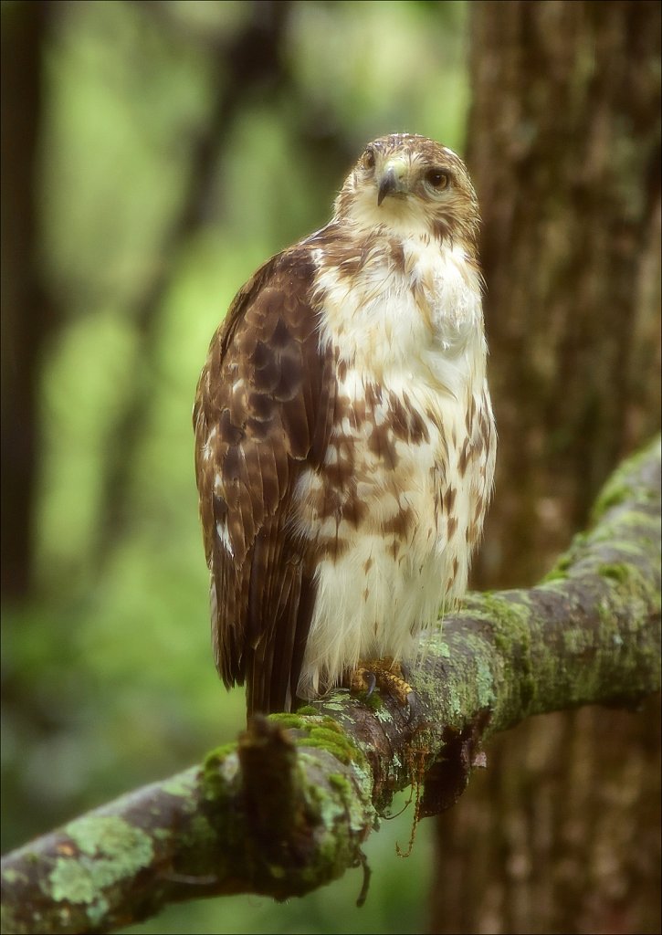Juvenile Red-tailed Hawk