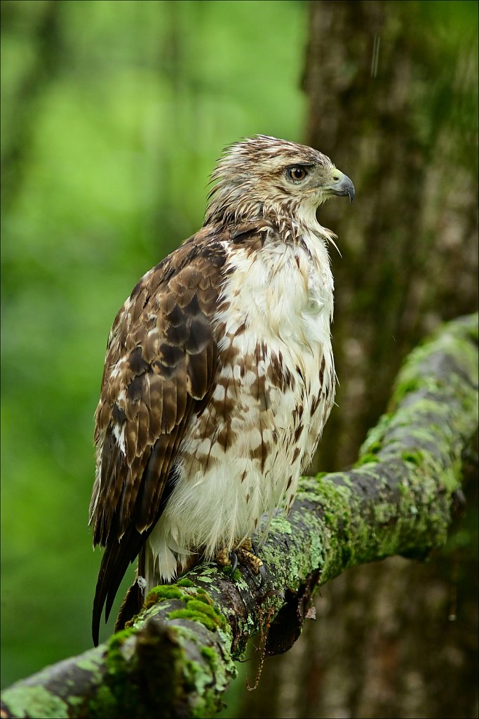 Juvenile Red-teiled Hawk